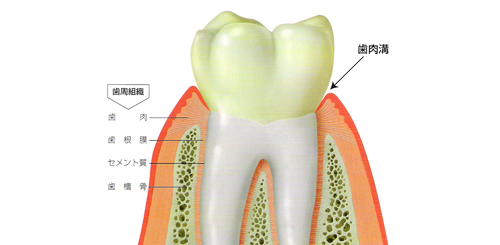 歯周組織図